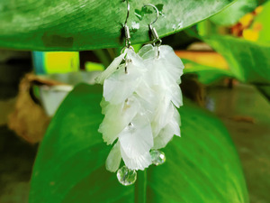 Anting Sisik Ikan Kakap