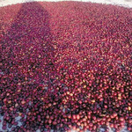 Abdan Coffee Bengkulu