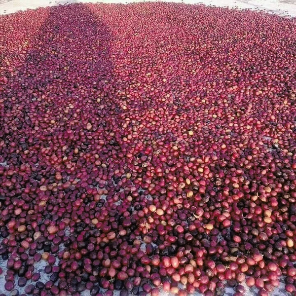 Abdan Coffee Bengkulu