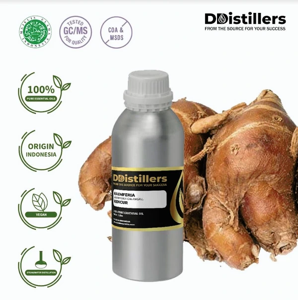 Kencur / Kaemferia Essential Oil 100% Pure (1 L)