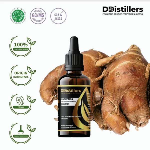 Kencur / Kaemferia Essential Oil 100% Pure (50-500 ml)