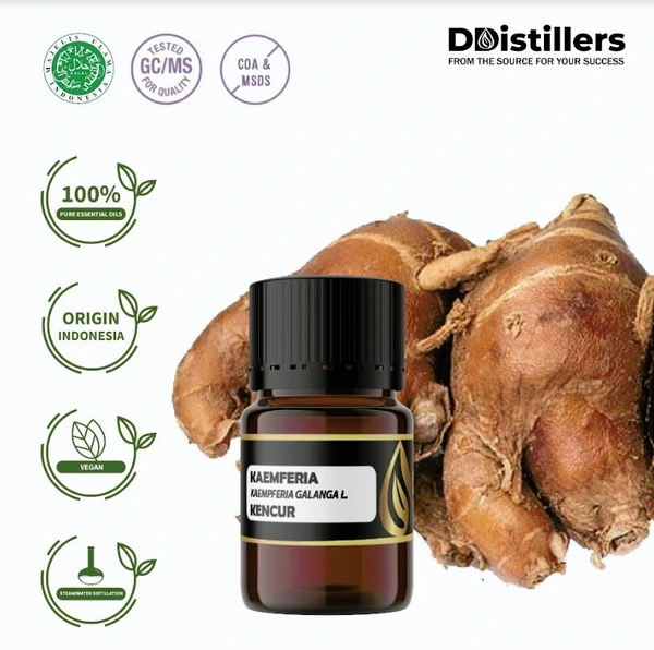 Kencur / Kaemferia Essential Oil 100% Pure (2-10 ml)