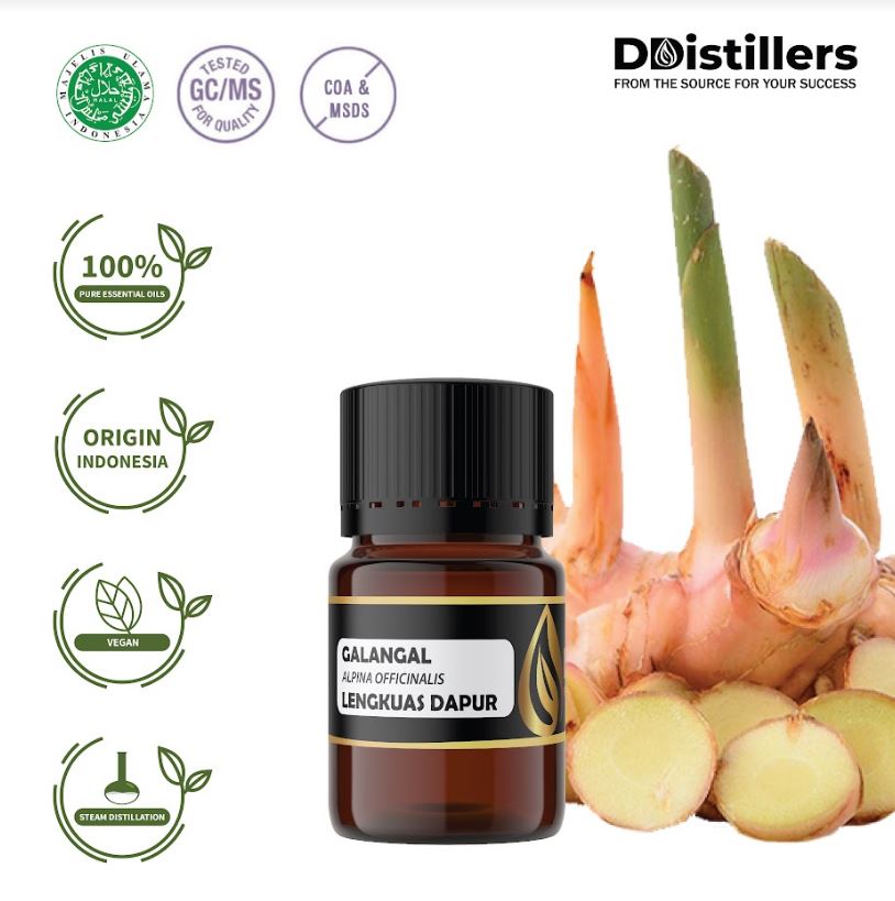 Lengkuas / Galangal Essential Oil 100% Pure (2-10 ml)