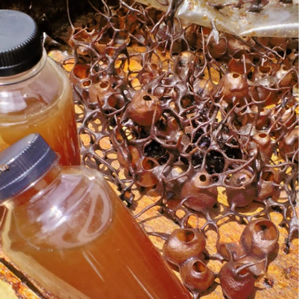 Madu Kelulut Itama