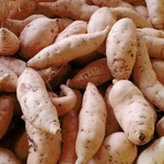 Ubi Madu Cilembu