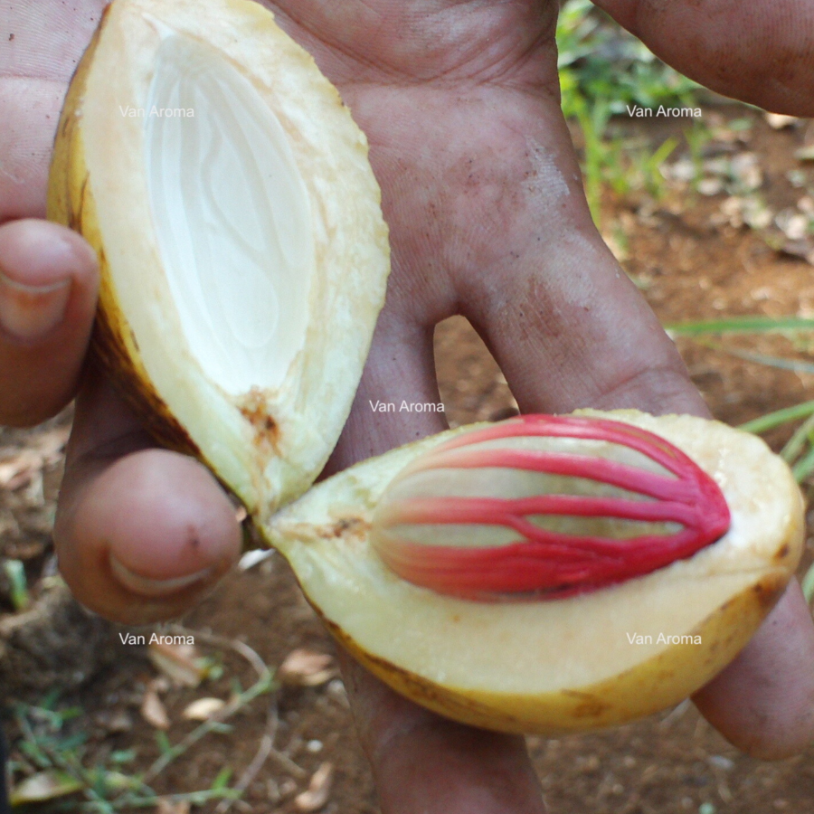 Nutmeg Oil (Java | Bogor 9% Myristicin) NM-001