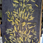 Kain Ecoprint pasmina