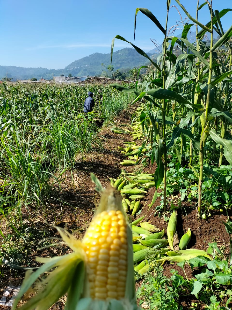 Jagung manis