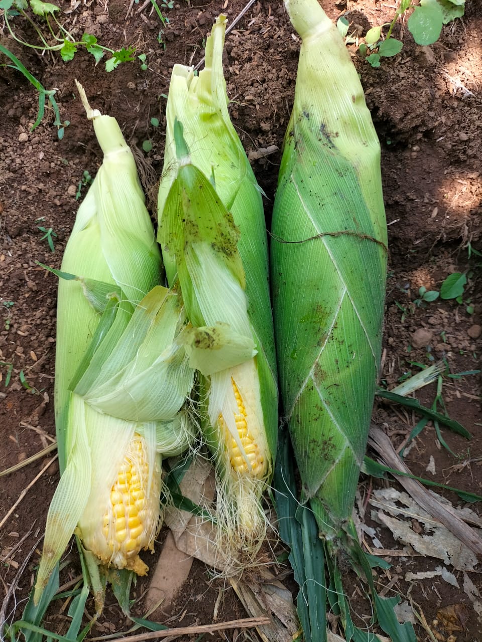 Jagung manis