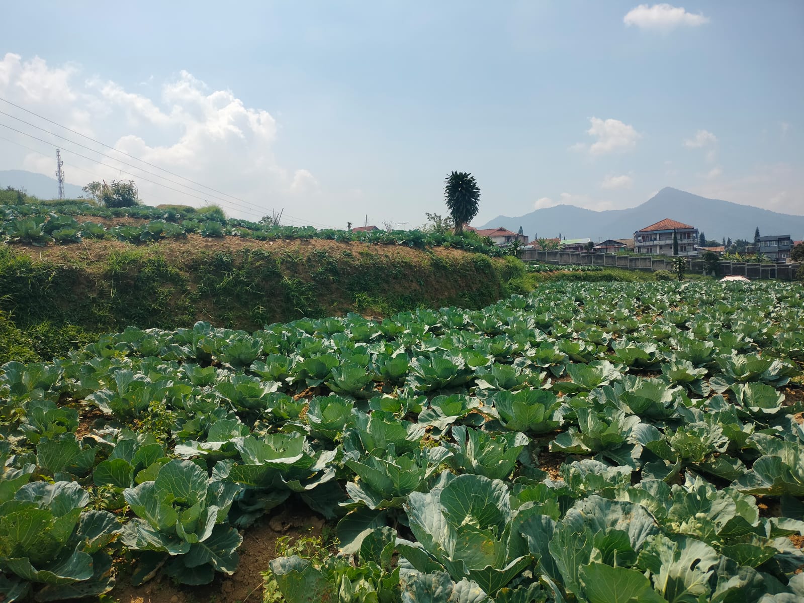 Kol putih cianjur