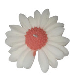 Lilin Aromaterapi Bunga Aster Isi 10 Pcs