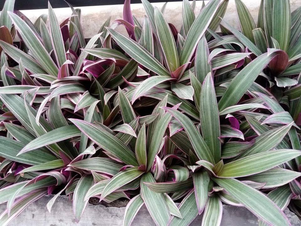 Adam Hawa (Rhoeo discolor) – Tanaman Hias Outdoor & Indoor