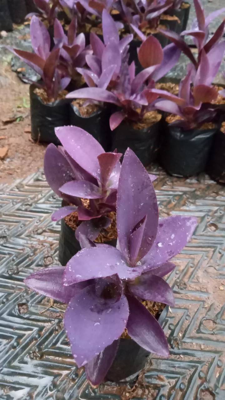 Adam Hawa (Rhoeo discolor) – Tanaman Hias Outdoor & Indoor