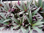 Adam Hawa (Rhoeo discolor) – Tanaman Hias Outdoor & Indoor