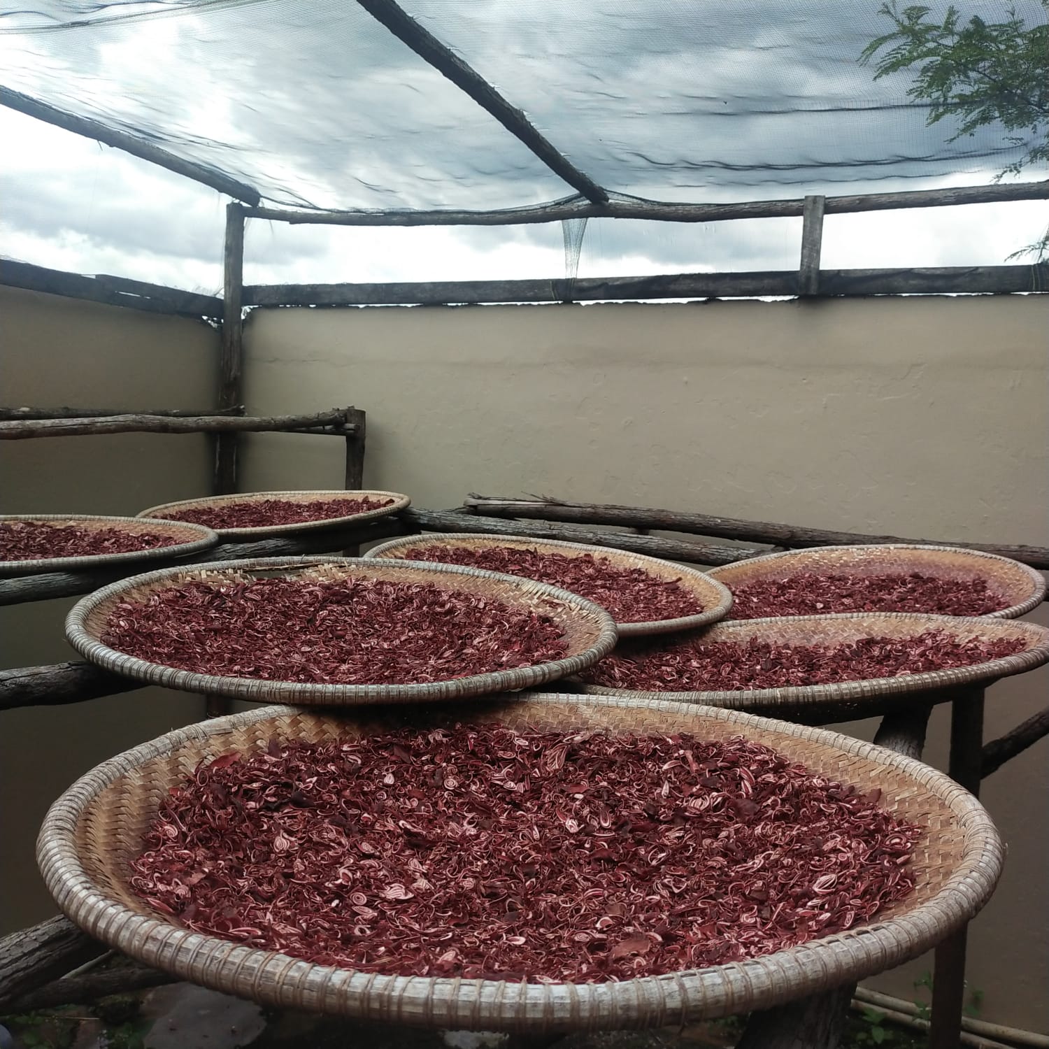 BAWANG DAYAK KERING 500gram