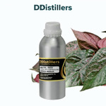 Betel (Red) / Sirih Merah Essential Oil Pure 100%, 500ML-1L HDPE/SS
