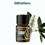 Cajuput (Maluku) / Kayu Putih Ambon Essential Oil Pure 100%, 2-10ML GS