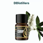 Cajuput (Maluku) / Kayu Putih Ambon Essential Oil Pure 100%, 2-10ML GS