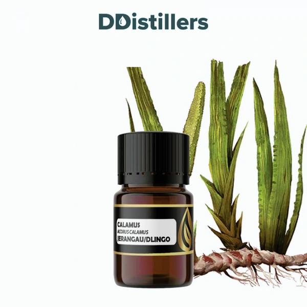 Calamus / Sweet Flag / Jerangau / Dlingo Essential Oil Pure 100%, 2-10ML GS