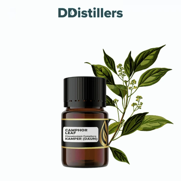 Camphor Leaf / Daun Kamper Essential Oil Pure 100%, 2-10ML GS
