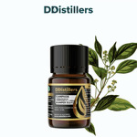 Camphor Wood / Kayu Kamper Essential Oil Pure 100%, 2-10ML GS