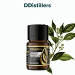 Camphor Wood / Kayu Kamper Essential Oil Pure 100%, 2-10ML GS